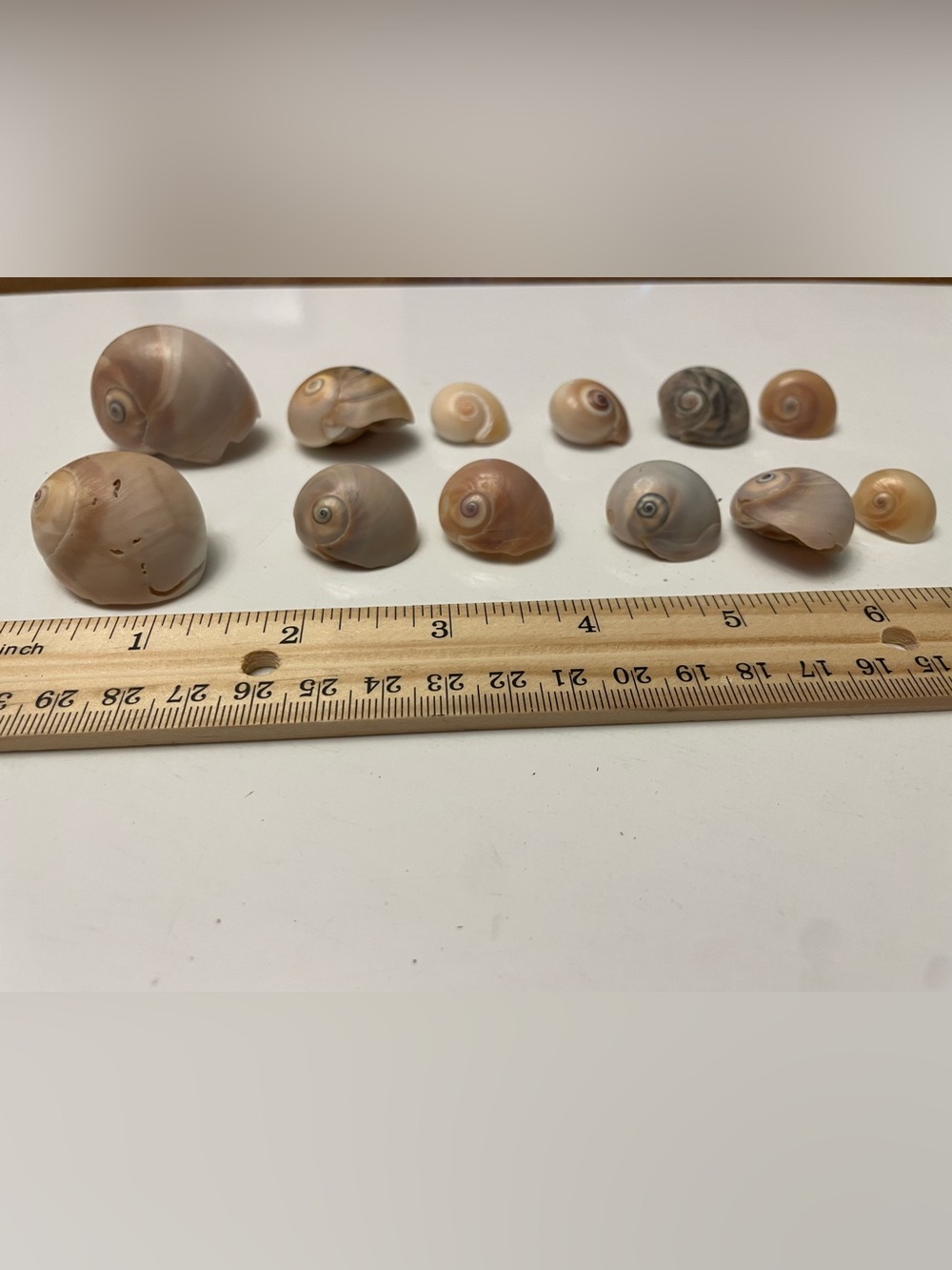 Natural Decorative Shells - Brown & Cream Spiral Shells Shark Eye craft jewelry